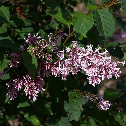 Lilaks (Syringa) Josika, pods,  4l
