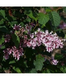 Lilaks (Syringa) Josika, pods,  4l