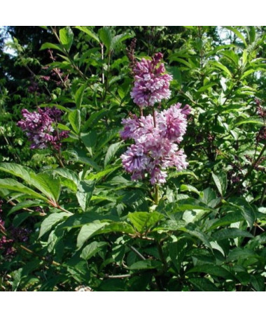 Lilaks (Syringa) Josika, pods,  4l