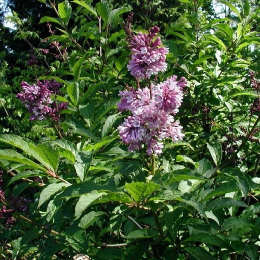 Lilaks (Syringa) Josika, pods,  4l