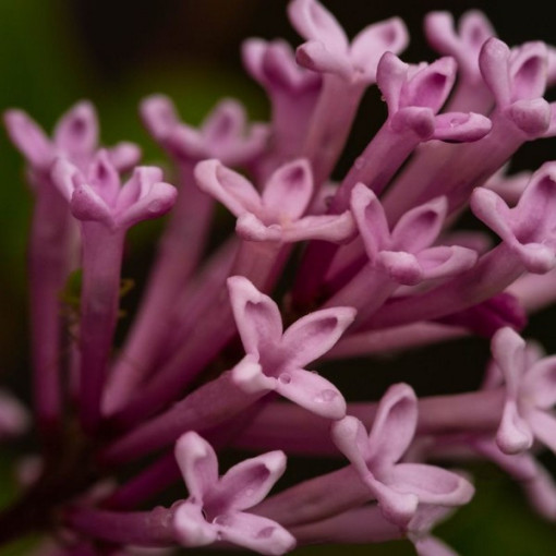 Lilaks (Syringa) Josika, pods,  4l