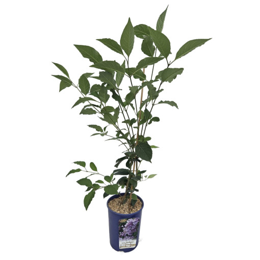 Lilaks (Syringa) Josika, pods,  4l
