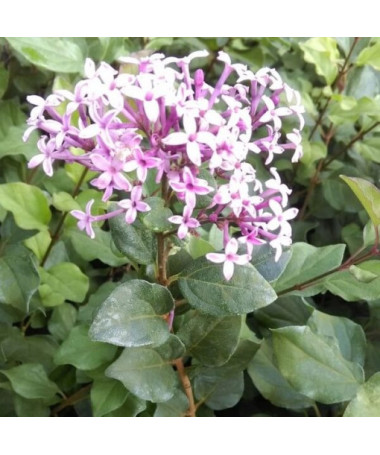 Lilija (Syringa) Red Pixie podnots,  4l