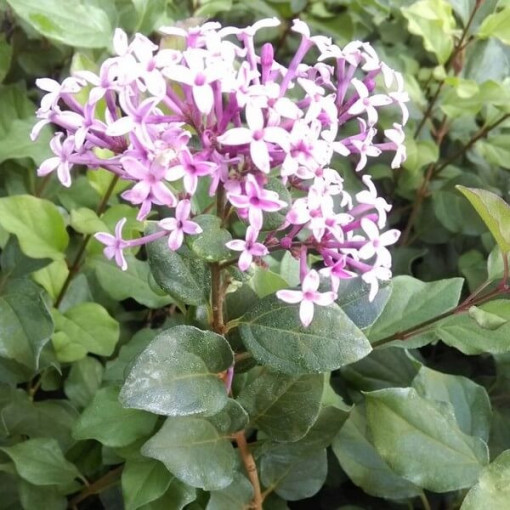 Lilija (Syringa) Red Pixie podnots,  4l