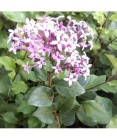Lilija (Syringa) Red Pixie podnots,  4l