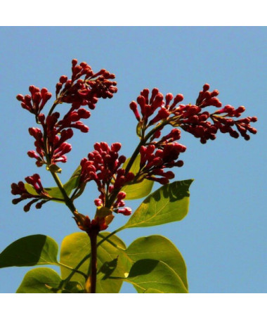 Lilija (Syringa) Red Pixie podnots,  4l