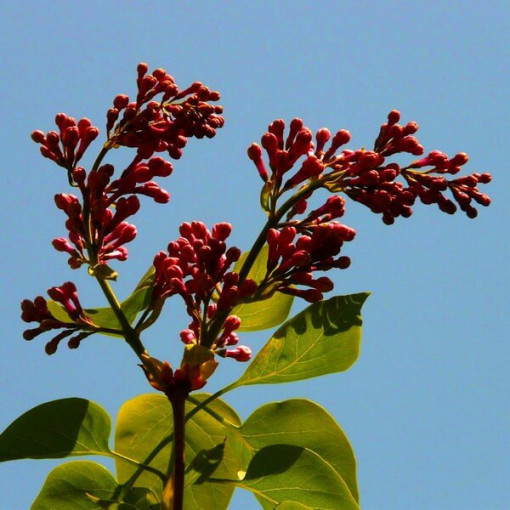 Lilija (Syringa) Red Pixie podnots,  4l