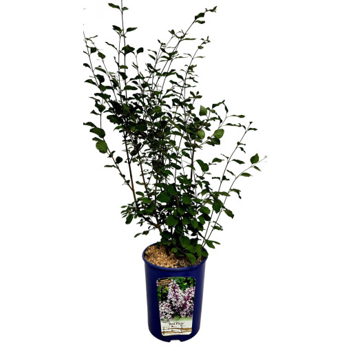 Lilija (Syringa) Red Pixie podnots,  4l