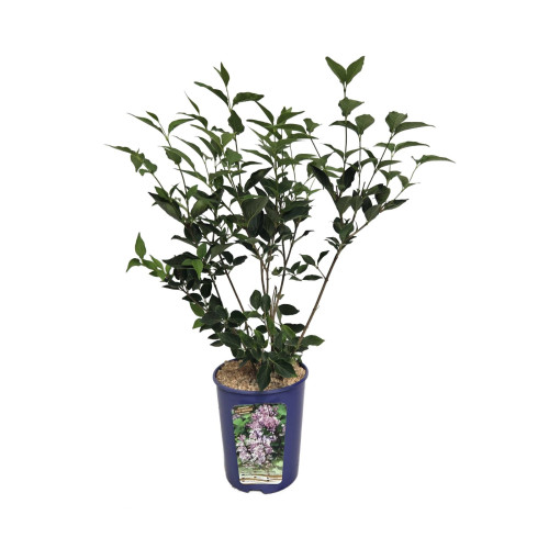 Lilas (bez) Miss Kim  4l