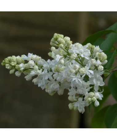 Kanādas ceriņš (Syringa) 'Agnes Smith' pods,  4l