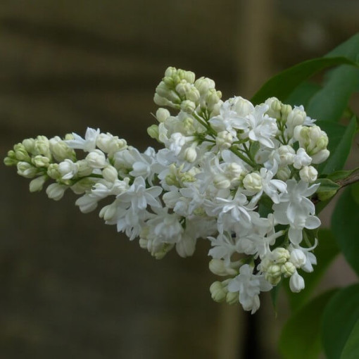 Kanādas ceriņš (Syringa) 'Agnes Smith' pods,  4l