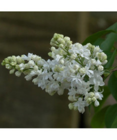 Kanādas ceriņš (Syringa) 'Agnes Smith' pods,  4l