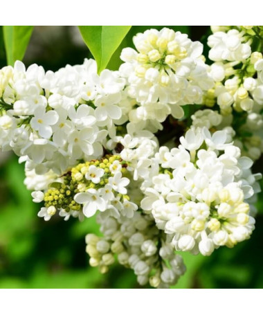 Kanādas ceriņš (Syringa) 'Agnes Smith' pods,  4l