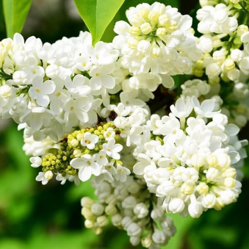 Kanādas ceriņš (Syringa) 'Agnes Smith' pods,  4l