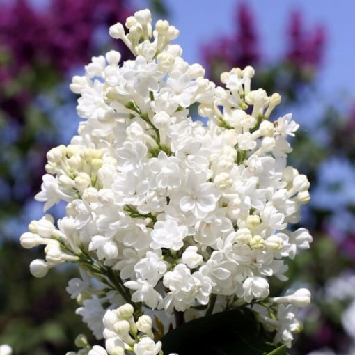 Kanādas ceriņš (Syringa) 'Agnes Smith' pods,  4l