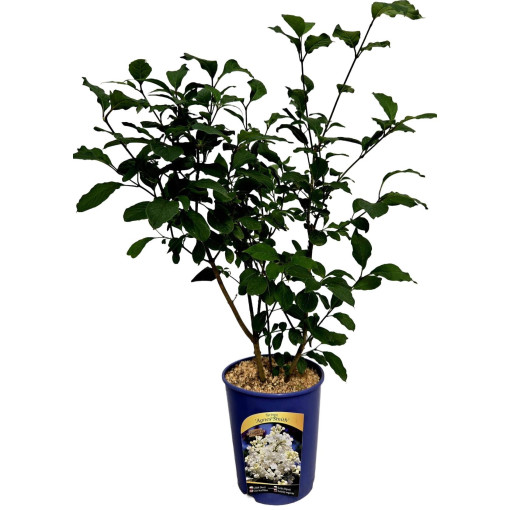 Kanādas ceriņš (Syringa) 'Agnes Smith' pods,  4l