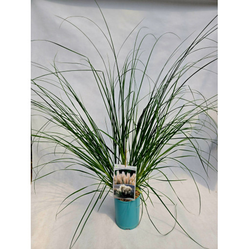 Pampu zāle 'Pumila'  4l
