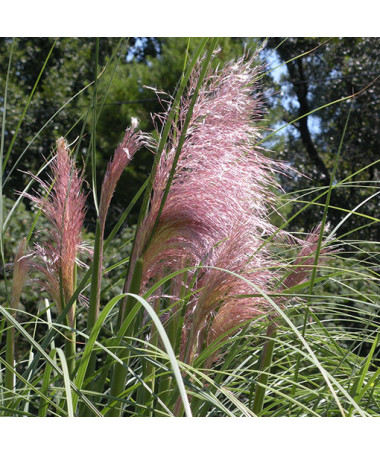 Trawa pampasowa ROSEA  4l