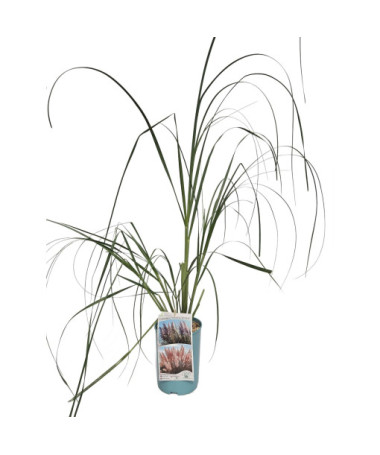 Trawa pampasowa ROSEA  4l