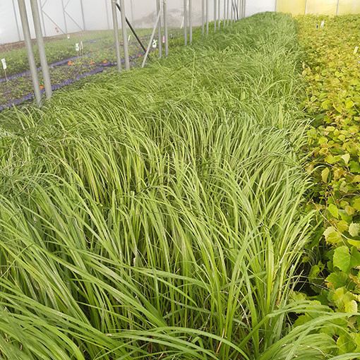 Pampų žolė 'White Plume'  4l