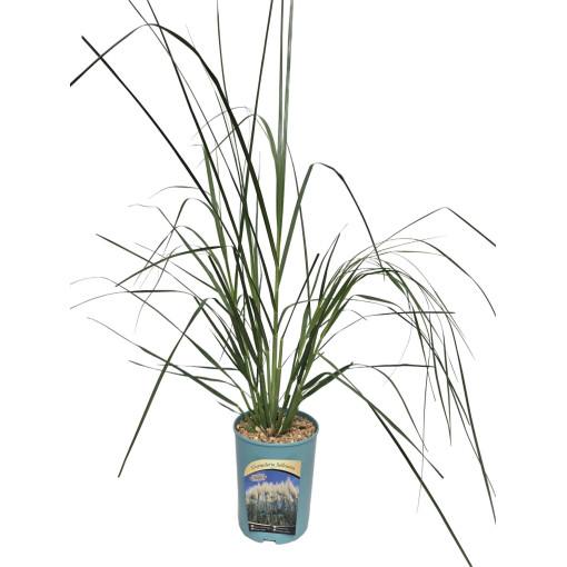 Pampas zāle Selloana  4l