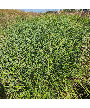 Ķīnas miskants 'Little Zebra'  4l