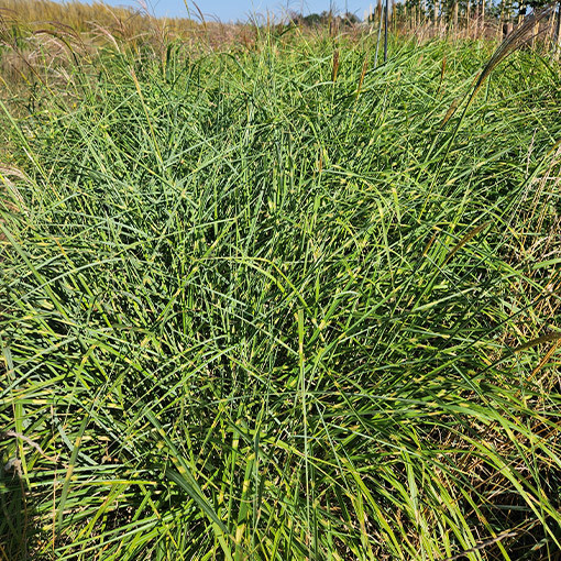 Ķīnas miskants 'Little Zebra'  4l