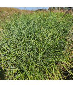 Ķīnas miskants 'Little Zebra' 2L