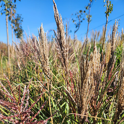 Ķīnas miskants 'Red Chief'  4l