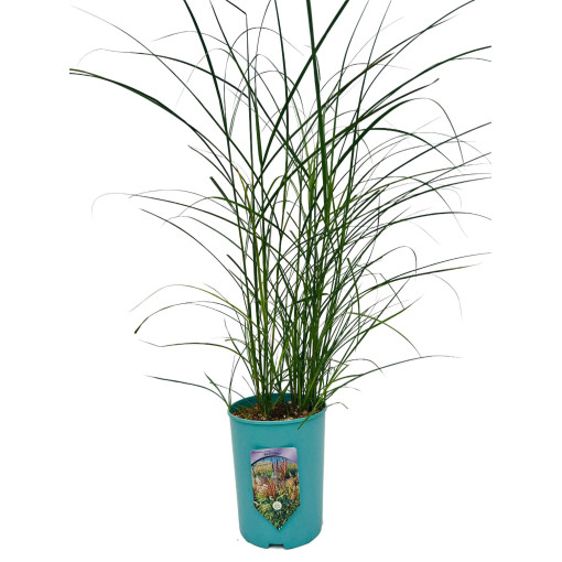 Ķīnas miskants 'Red Chief'  4l