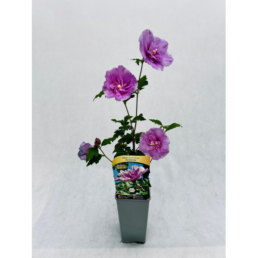 Sīrijas hibisks (Hibiscus) Ardens, 2L