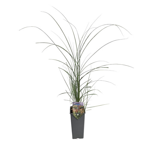 Ķīnas miskants 'Red Chief' 2L