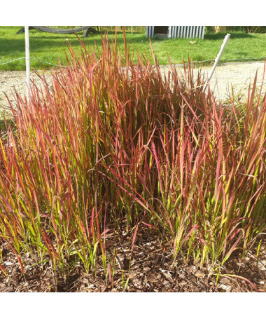 Imperāta cilindriskā 'Red Baron'  4l