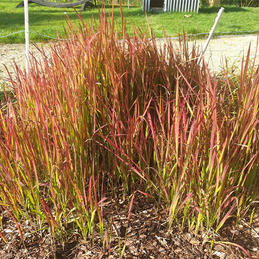Imperāta cilindriskā 'Red Baron'  4l