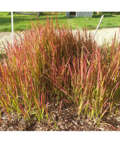 Imperāta cilindriskā 'Red Baron'  4l