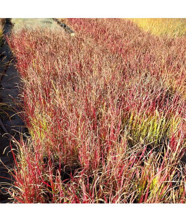 Imperāta cilindriskā 'Red Baron'  4l