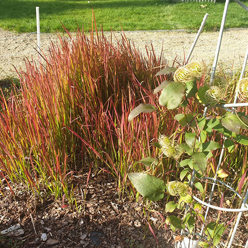 Imperāta cilindriskā 'Red Baron'  4l