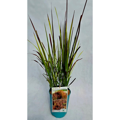 Imperāta cilindriskā 'Red Baron'  4l