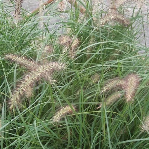 Japāņu šķiedrgalvīte LADY U, pods  4l