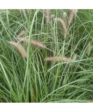 Japāņu šķiedrgalvīte LADY U, pods  4l