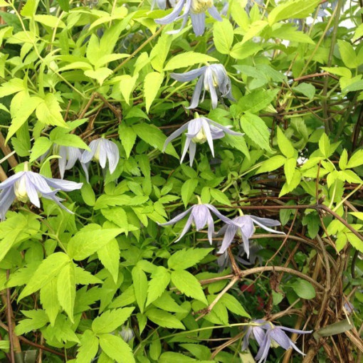 Clematis Stolwijk Gold 4L pods