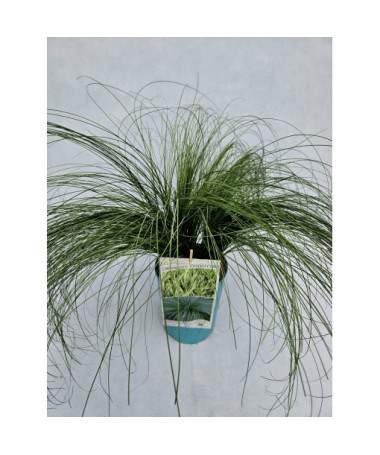 Smalklapu grīšļi 'Frosted Curls'  4l