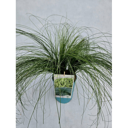 Smalklapu grīšļi 'Frosted Curls'  4l