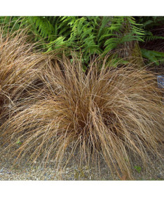 Smalklapu grīšļi 'Bronco' 4l