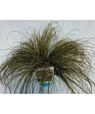 Smalklapu grīšļi 'Bronco' 4l