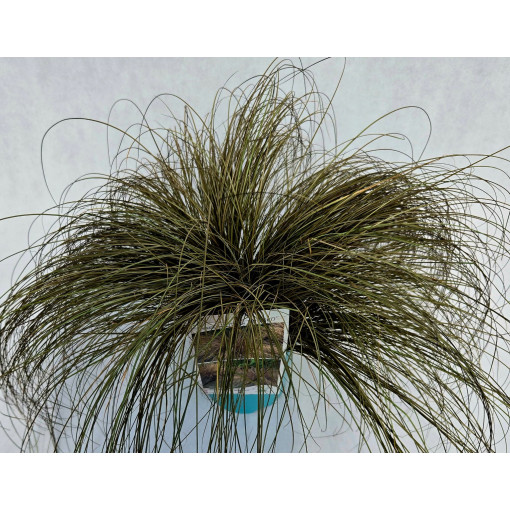 Smalklapu grīšļi 'Bronco' 4l