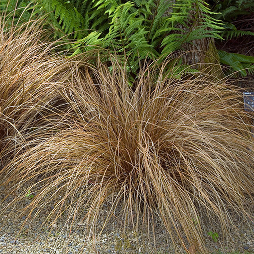 Smalklapu grīšļi 'Bronco'2L