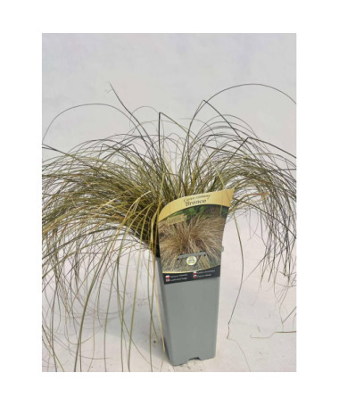 Smalklapu grīšļi 'Bronco'2L