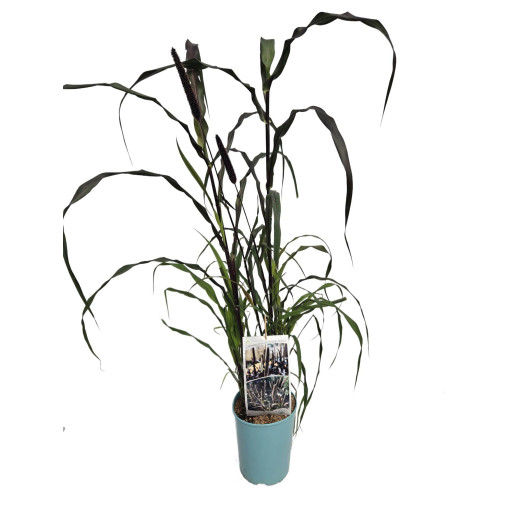 Pērļu sorgo 'Purple Baron'  4l