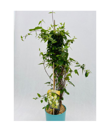 Indīgais pūpurs ziedu MŪŽIEM ZAĻŠ  4l